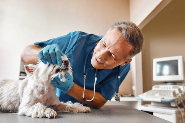 Best Mobile Emergency Dentist in Gumlog, GA